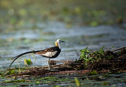 Free Nature Wildlife photo and picture