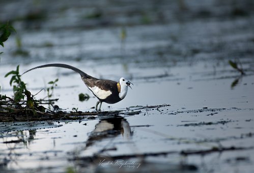 Free Plumage Nature photo and picture