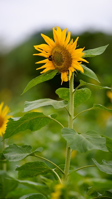 Sonnenblume, Blumen, Gelb, Blütenblatt
