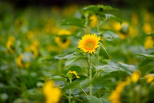 Sonnenblume, Blumen, Gelb, Blütenblatt