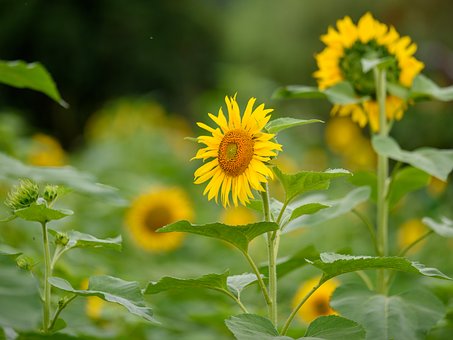 Sonnenblume, Blumen, Natur