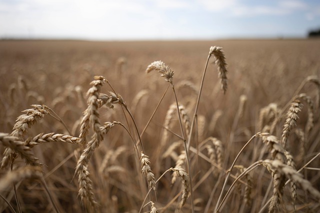 Trigo, Campo, Agricultura