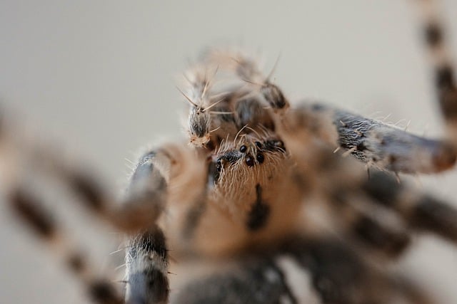 Araña, Macro, Naturaleza, Ojo, Cerrar