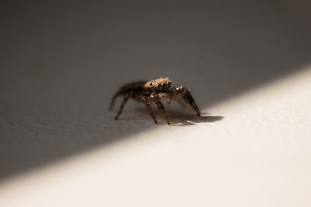 Araña, Arácnido, Macro, Fauna Silvestre