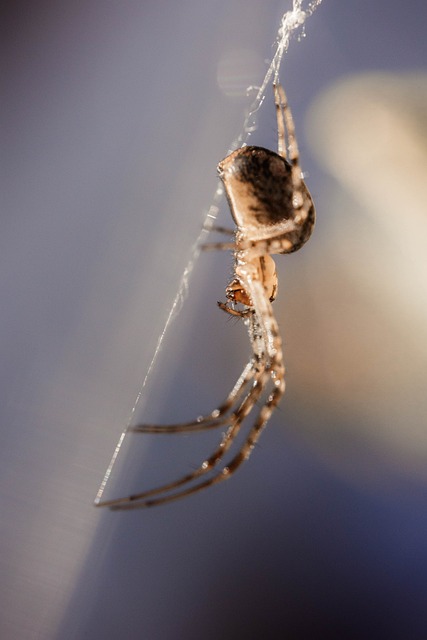 Araña, Telaraña, Naturaleza, Insecto