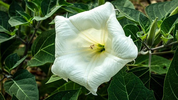 Bloem, Natuur, Bloeien, Bloemblaadjes