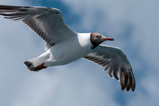 Måke, Fugl, Himmel, Hav, Dyr, Natur