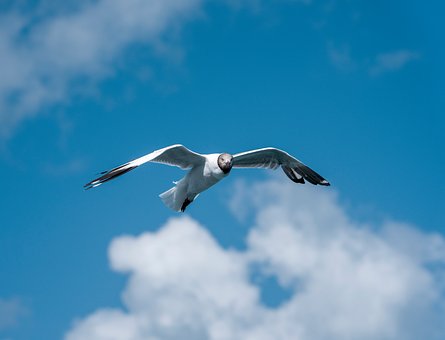 Måke, Naturlig, Fuglen, Himmelen, Havet