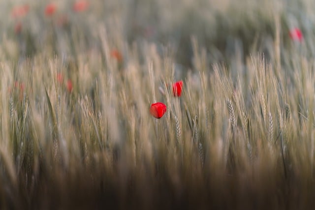 Free Poppy Flower Cool Backgrounds photo and picture