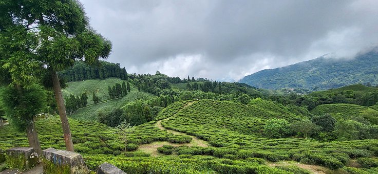 Free Darjeeling Tea Garden photo and picture