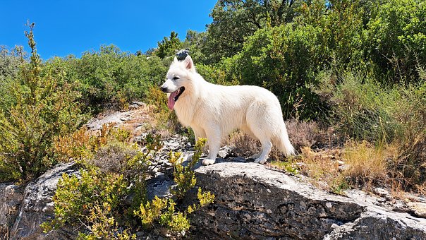 Free Nature Animal photo and picture