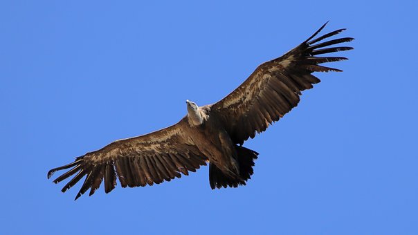 Free Wildlife Nature photo and picture