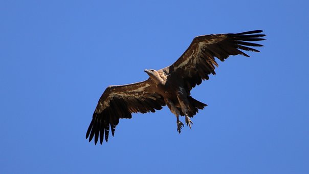 Free Wildlife Nature photo and picture
