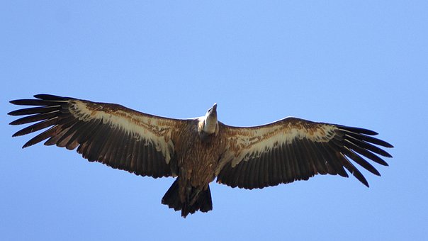 Free Wildlife Nature photo and picture