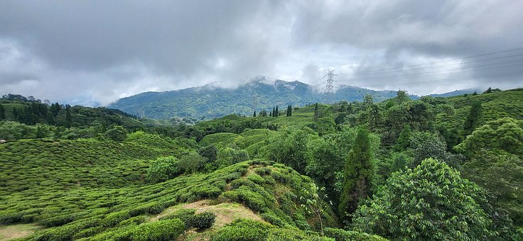 Free Darjeeling Tea Garden photo and picture