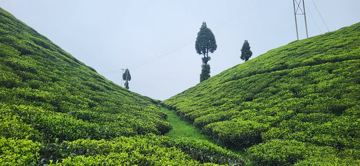 Free Tea Garden Darjeeling photo and picture