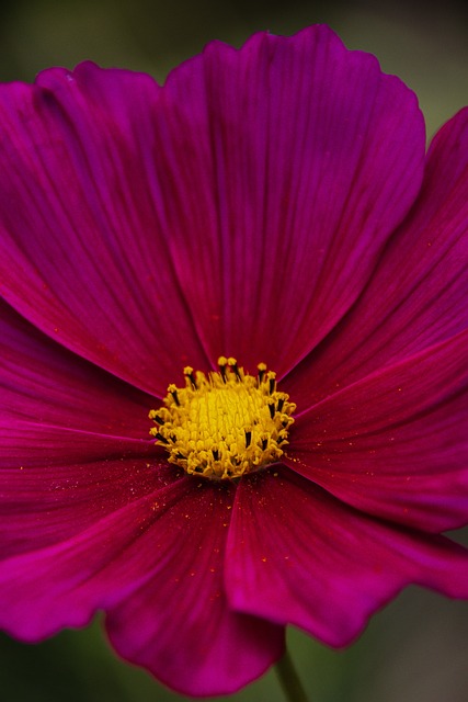 Flor, Natureza, Flores Bonitas, Flora