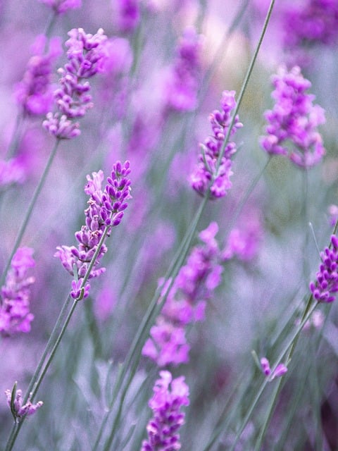 Lavanda, Natureza, Flor, Flora, Roxa