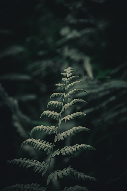 Samambaia, Natureza, Folhas, Verde