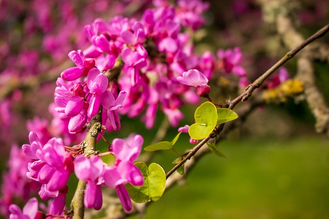 Kinesisk, Redbud, Judas, Træ