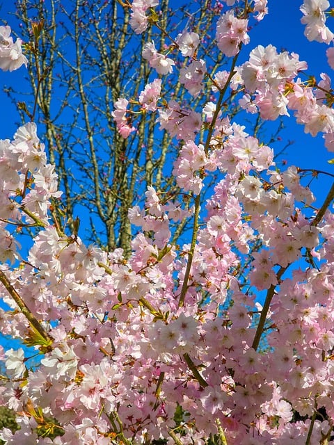 Kirsebær, Blomst, Blomster, Træ, Sping