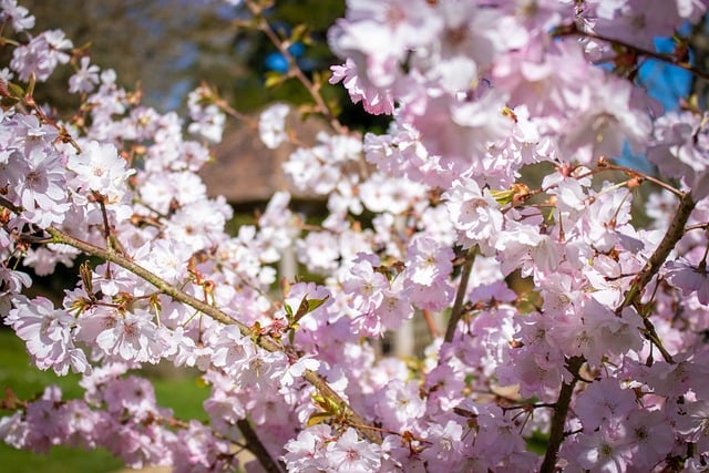 Kirsebær, Blomst, Blomster, Træ, Sping
