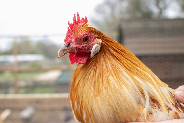 Kylling, Dyr, Høne, Hollandsk Bantam
