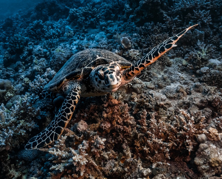 Turtle Rugae Turtle Red Sea Reef Ras - Free photo on Pixabay