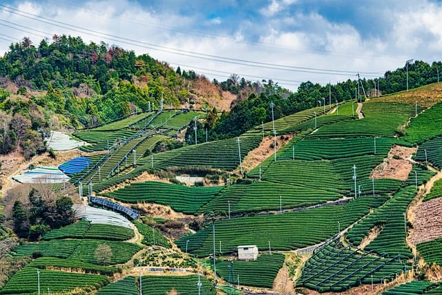 Japón, Té, Colinas, Plantaciones