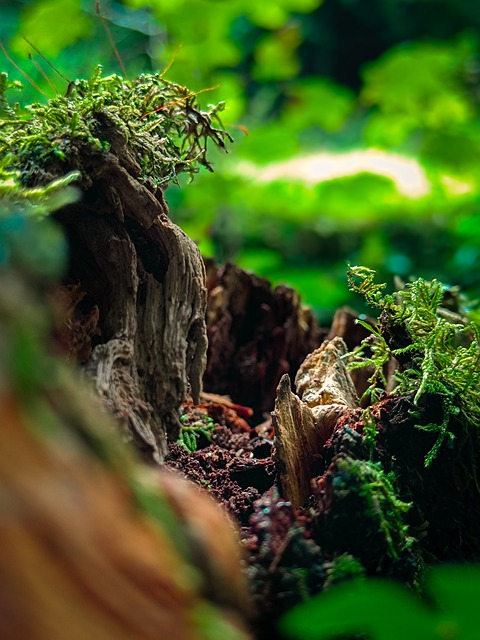 Free Forest Nature photo and picture