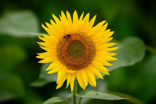 Sonnenblume, Schöne Blumen, Blumen, Gelb