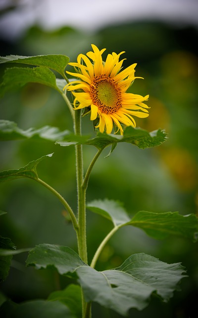 Sonnenblume, Blumen, Gelb, Blütenblatt