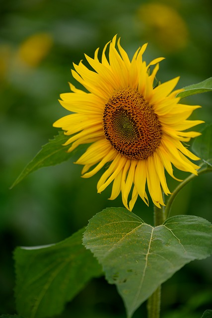 Sonnenblume, Blumen, Blumentapete, Gelb
