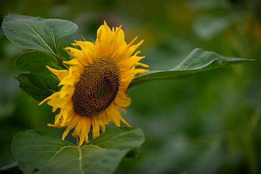 Sonnenblume, Blumen, Gelb, Blütenblatt
