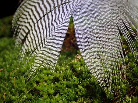 Fjer, Fugl, Fjerdragt, Natur, Dyreliv