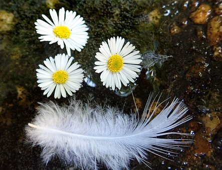 Fjer, Hvid, Blomster, Tusindfryd