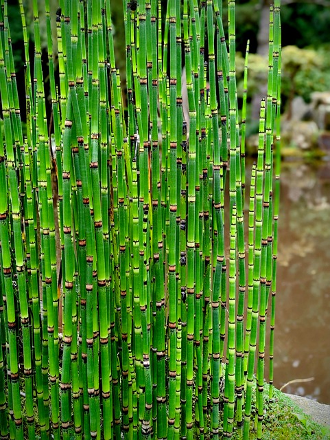 Free Horsetail Green photo and picture