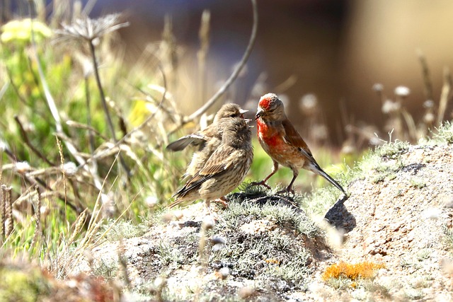Cornwall, Naturaleza, Pardillo, Pájaro
