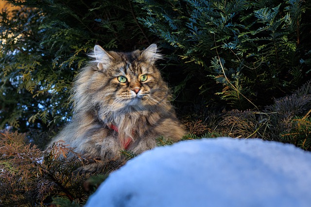 Free Cat Siberian photo and picture