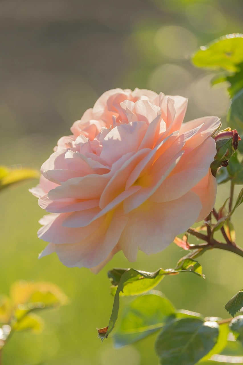View Nature Rode Rose Nature Flower - Free photo on Pixabay