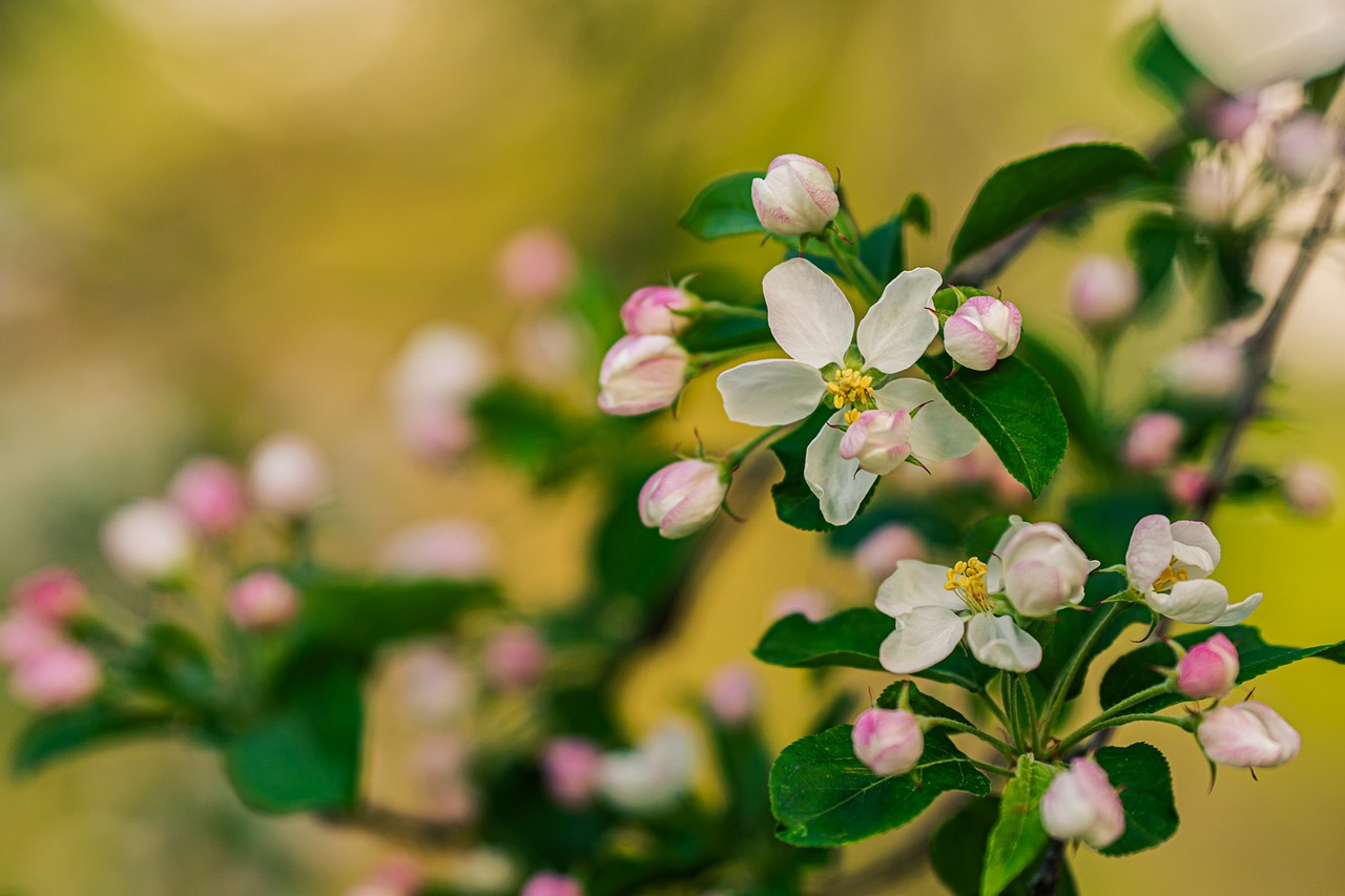 Spring Nature - Free photo on Pixabay