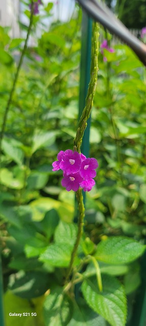 Flor, Naturaleza, Bloom, Florecer