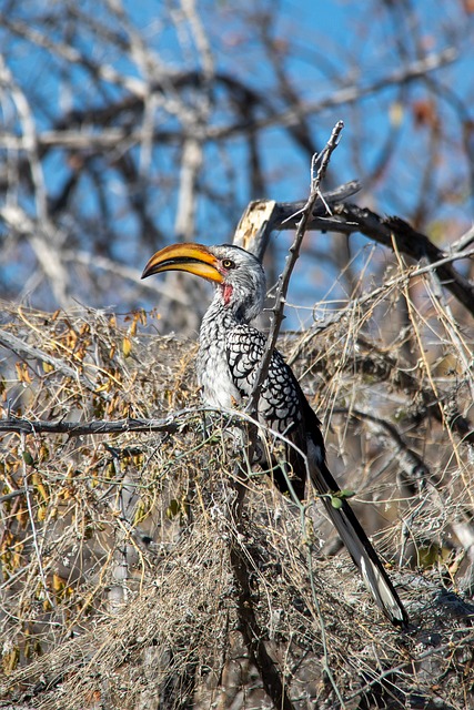 Etosha, Namibia, Næsehornsfugle, Fugl