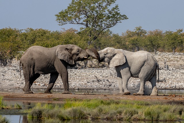 Etosha, Namibia, Elefant, Afrika, Natur