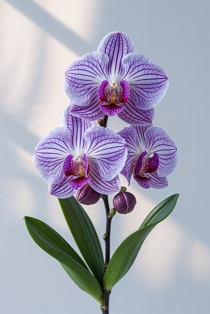 Putih-Ungu, Bergaris, Phalaenopsis