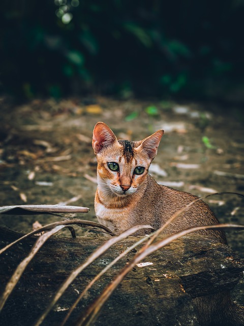 Gato, Animal, Naturaleza, Retrato, Linda