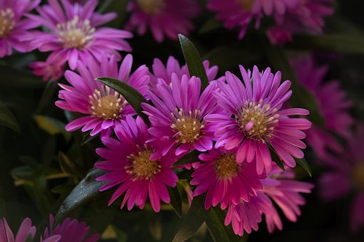 Free Nature Flower photo and picture