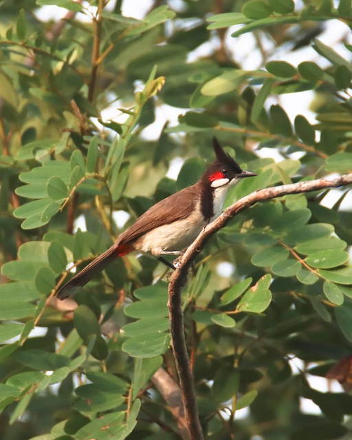 Free Bulbul Red Whiskered Bulbul photo and picture