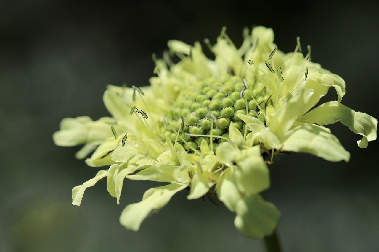 Scale Head Cephalaria Yellow - Free photo on Pixabay