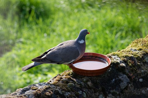 Pájaro, Paloma, Pociones, Naturaleza